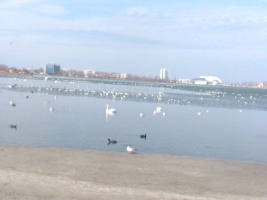 Lacul Tăbăcăriei s-a transformat în adăpostul lebedelor